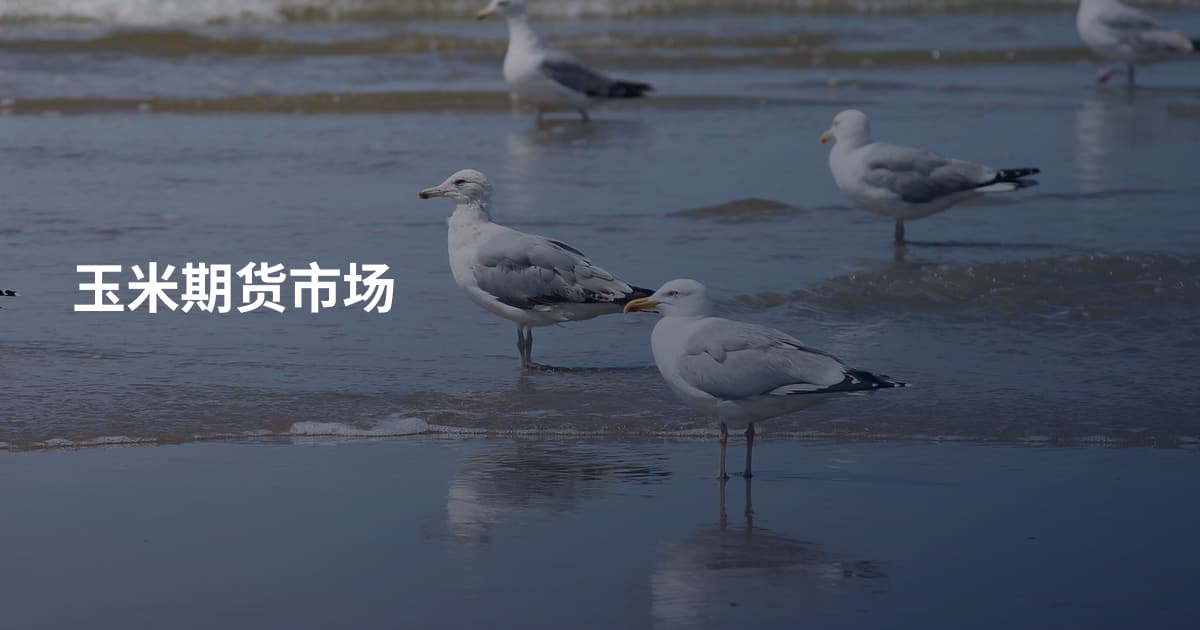 玉米期货市场