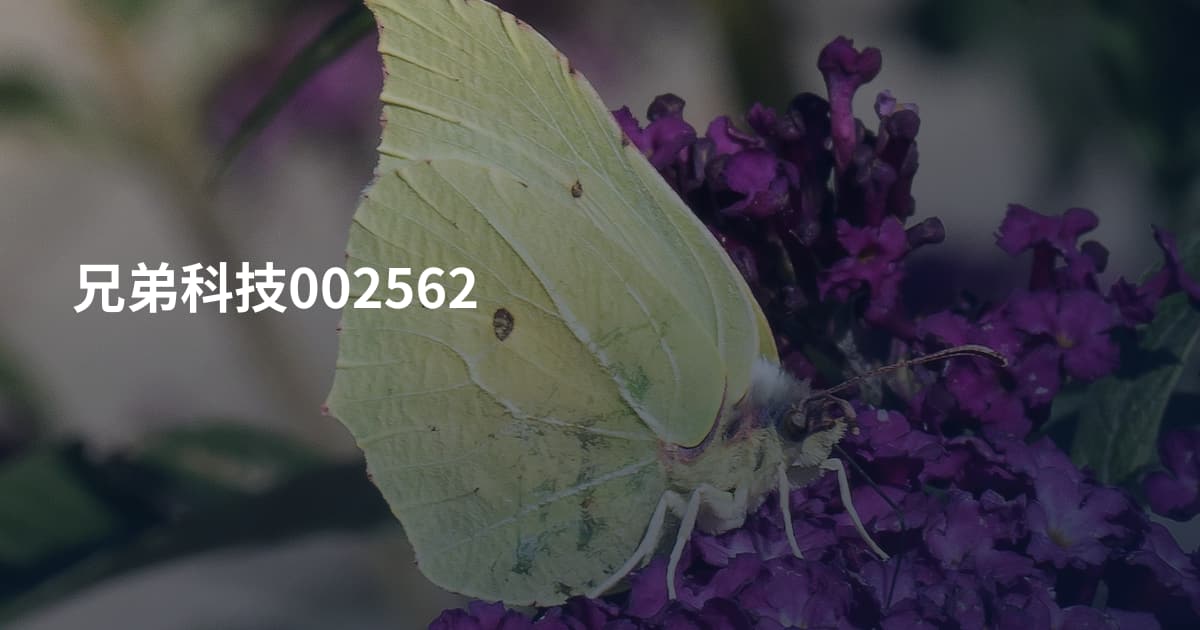 兄弟科技002562