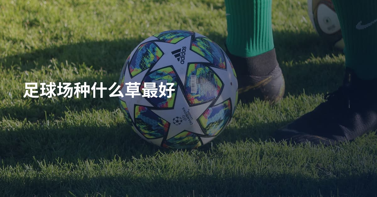 足球场种什么草最好