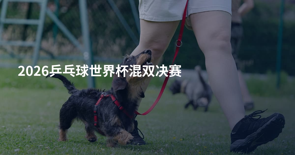 2026乒乓球世界杯混双决赛