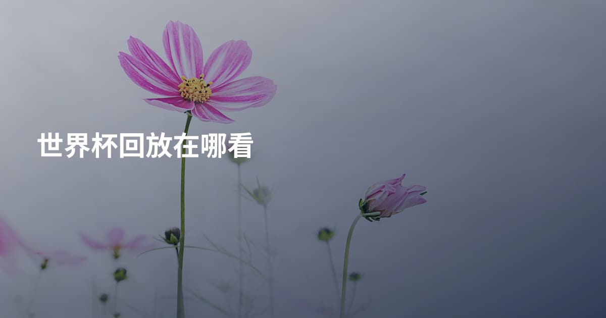 世界杯回放在哪看
