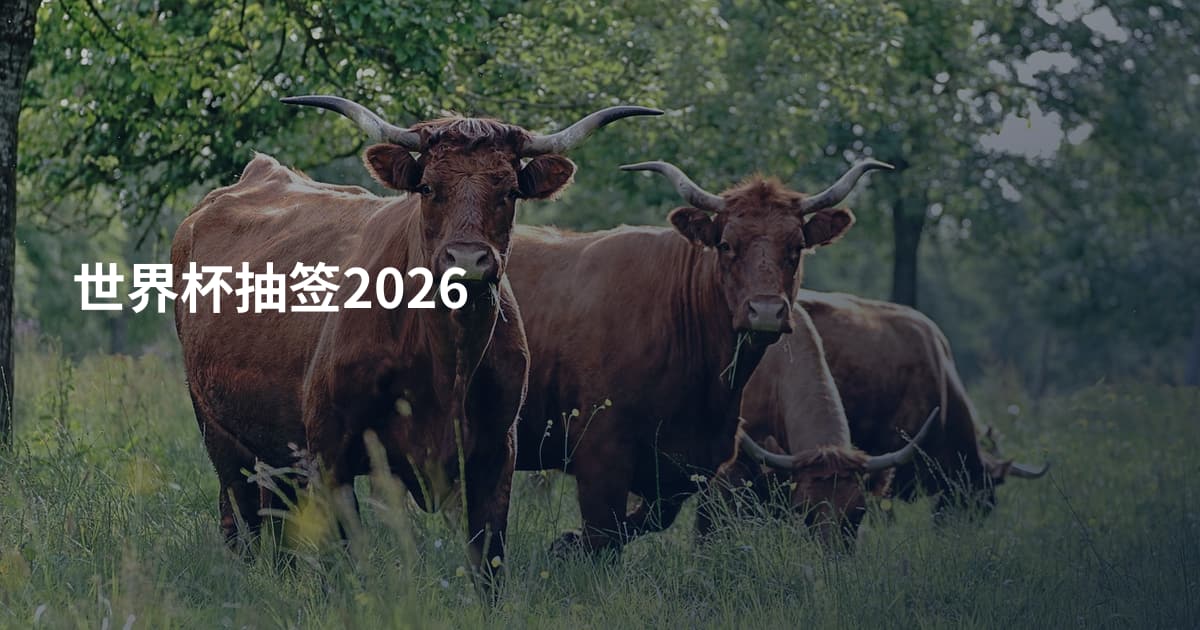 世界杯抽签2026