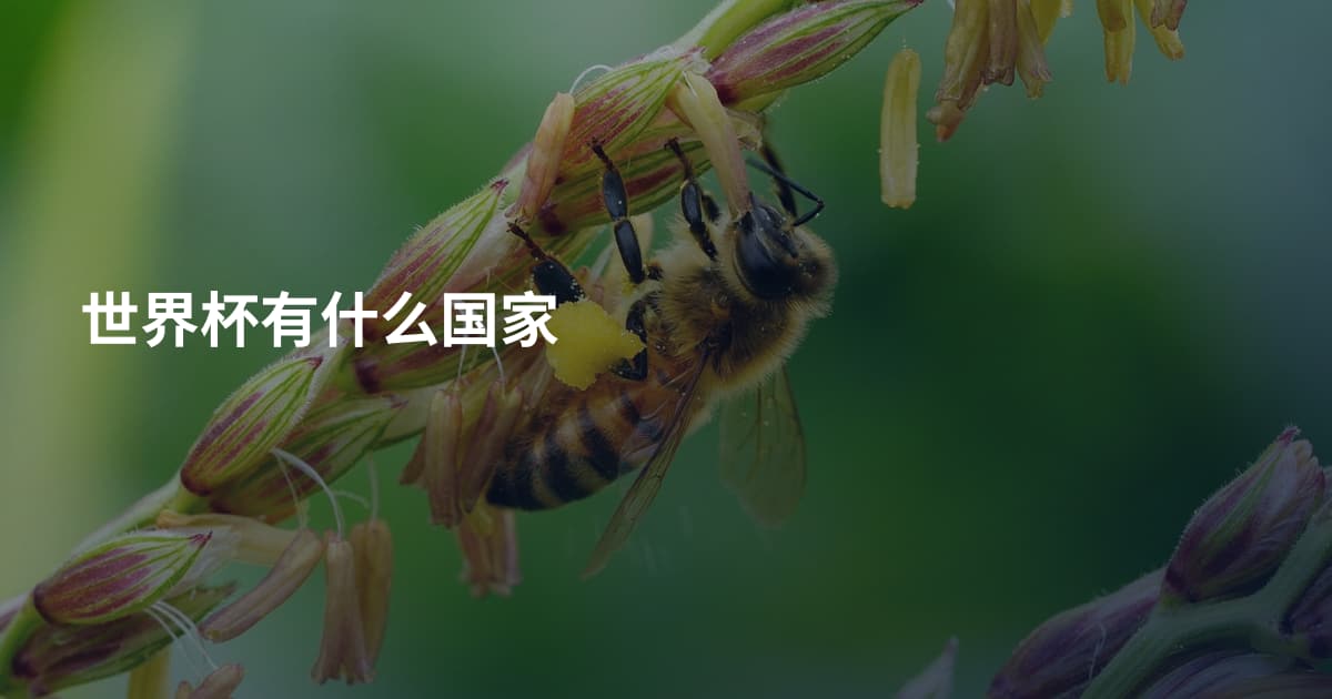 世界杯有什么国家