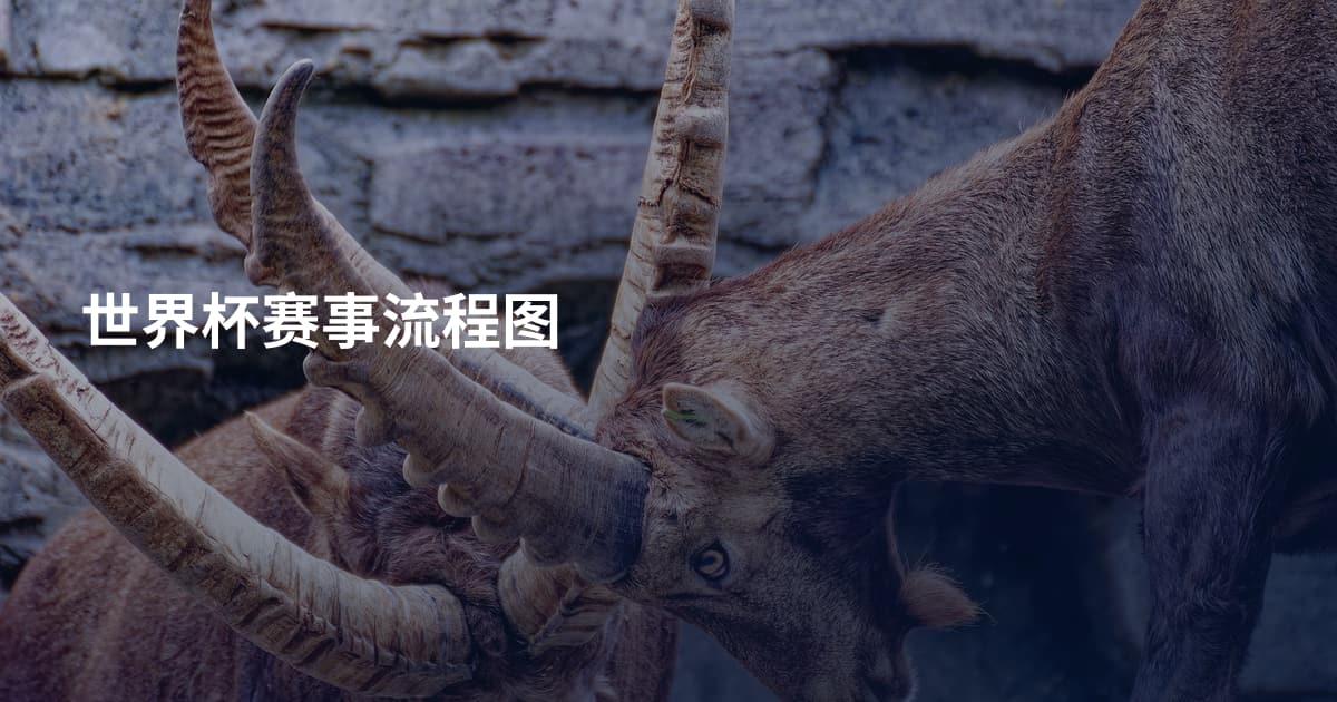 世界杯赛事流程图