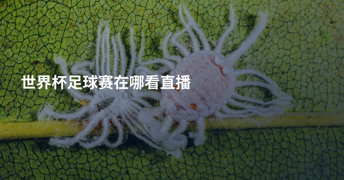 世界杯足球赛在哪看直播