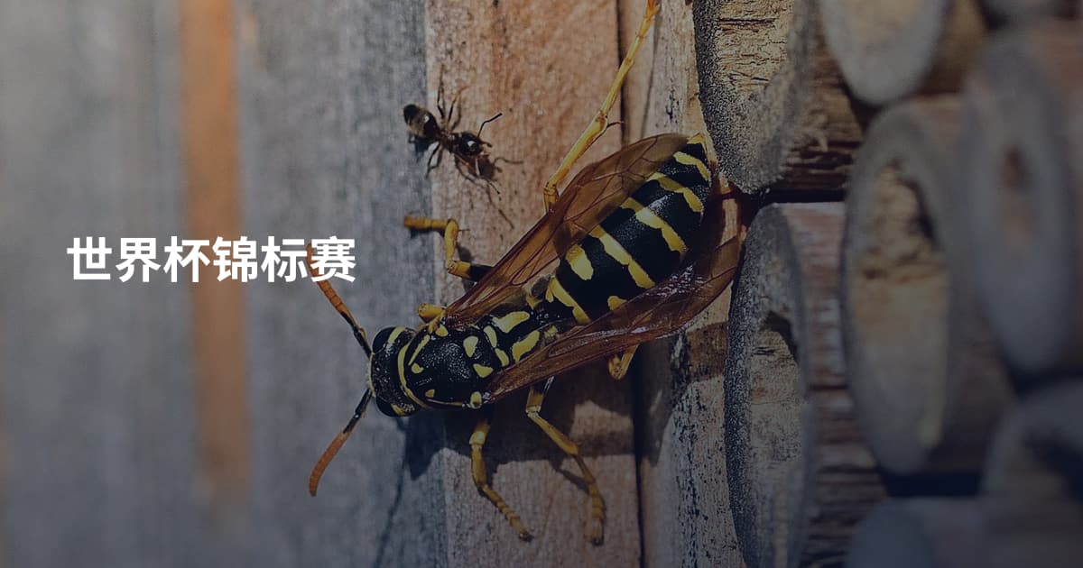 世界杯锦标赛