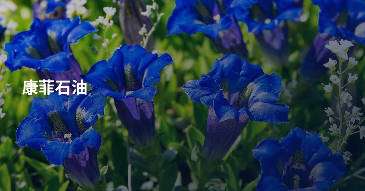 康菲石油