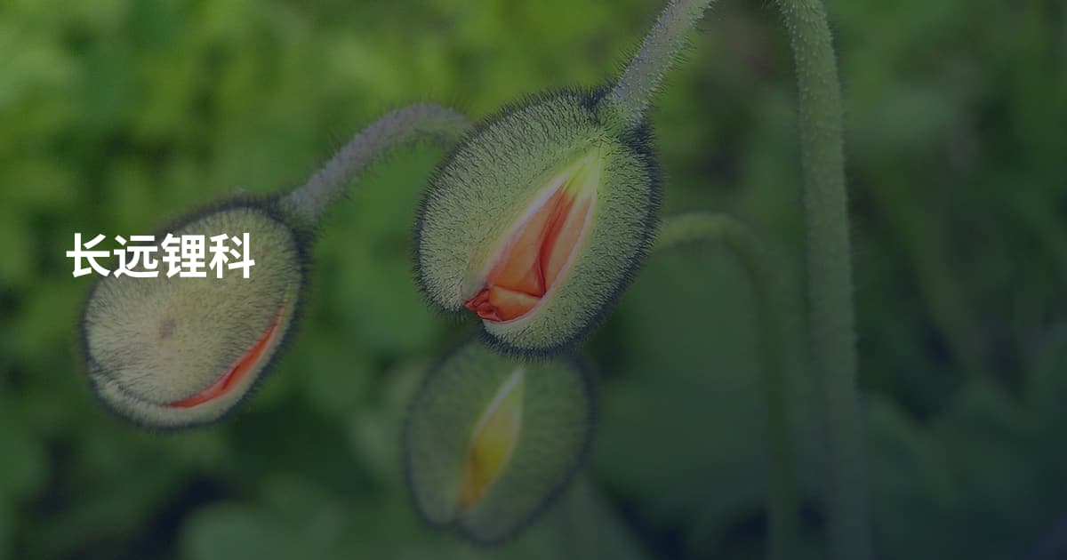 长远锂科