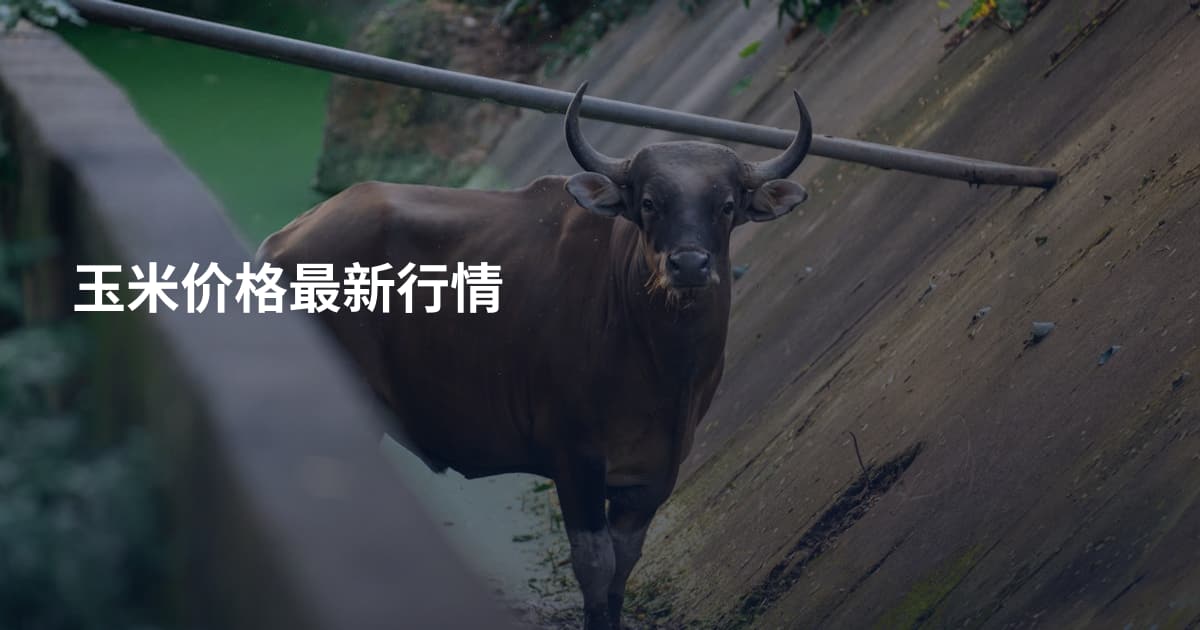 玉米价格最新行情