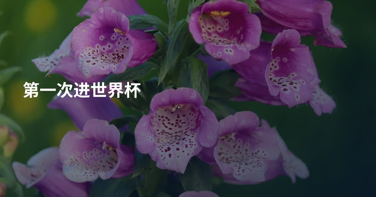第一次进世界杯