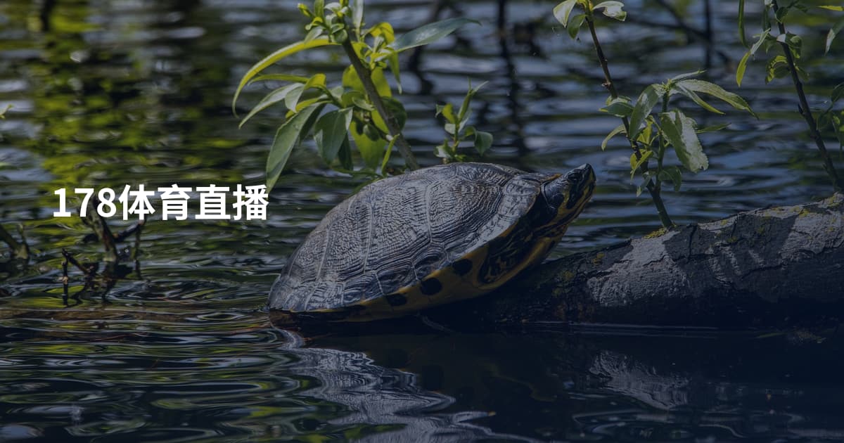 178体育直播