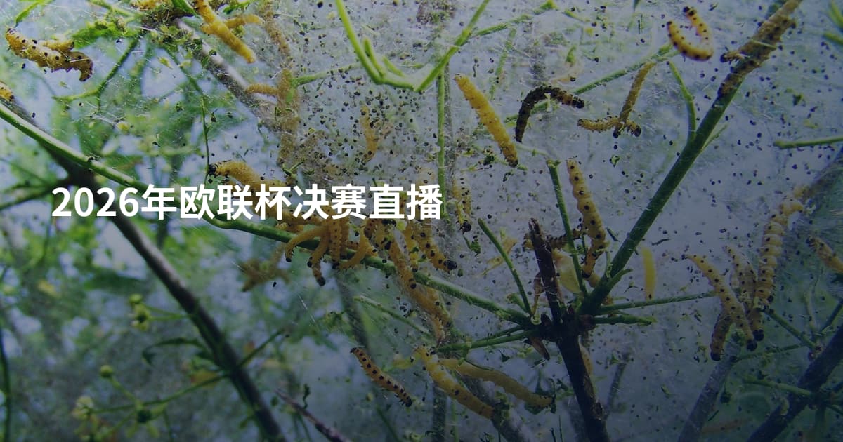 2026年欧联杯决赛直播