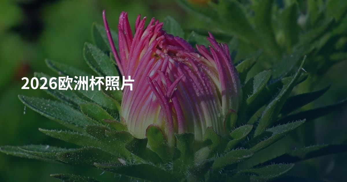 2026欧洲杯照片