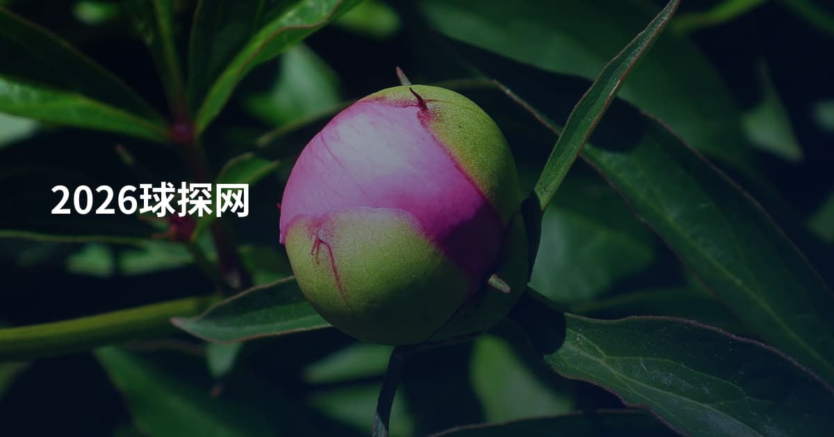 2026球探网