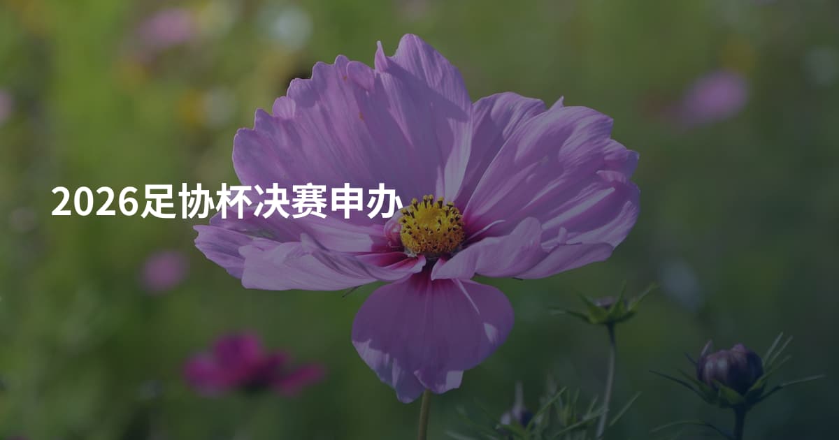 2026足协杯决赛申办