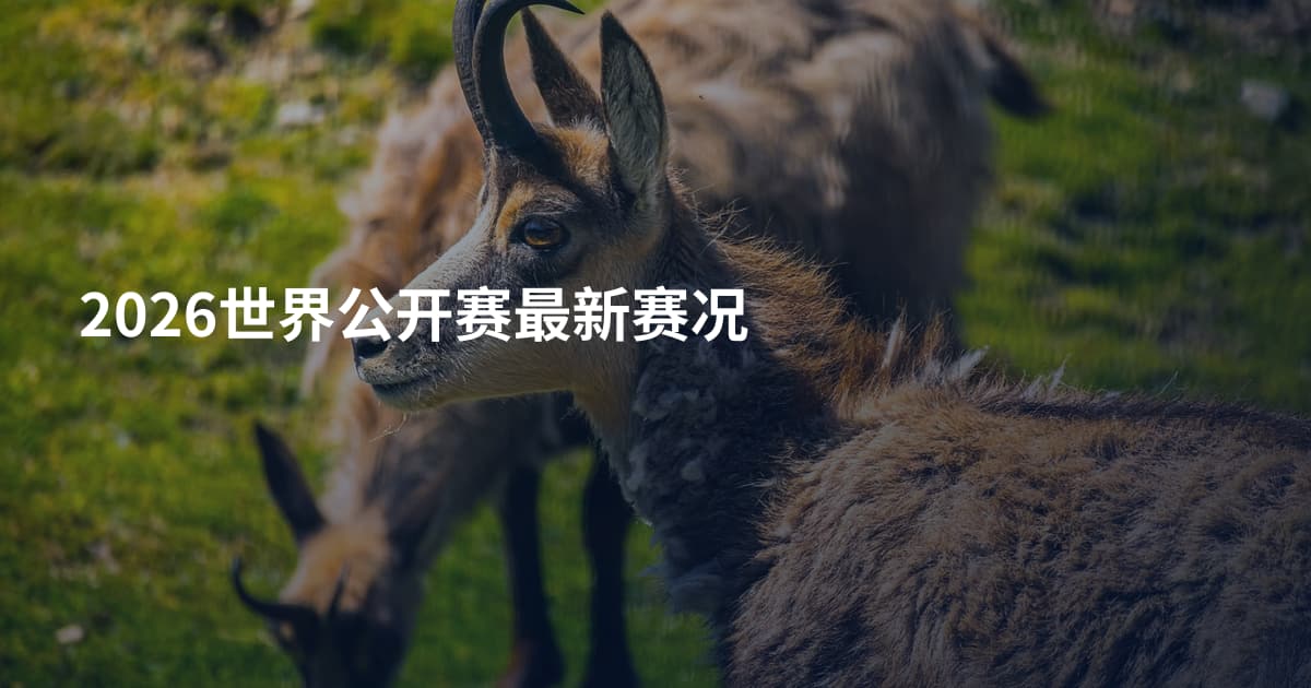 2026世界公开赛最新赛况