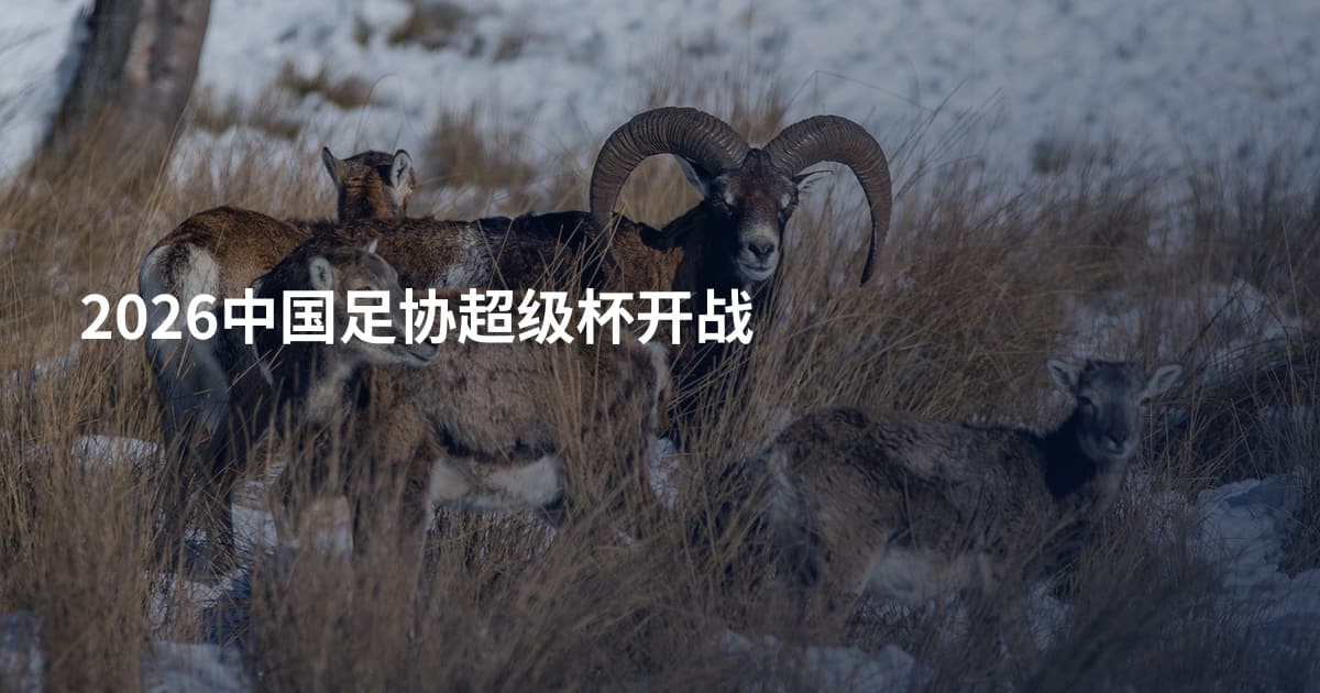 2026中国足协超级杯开战
