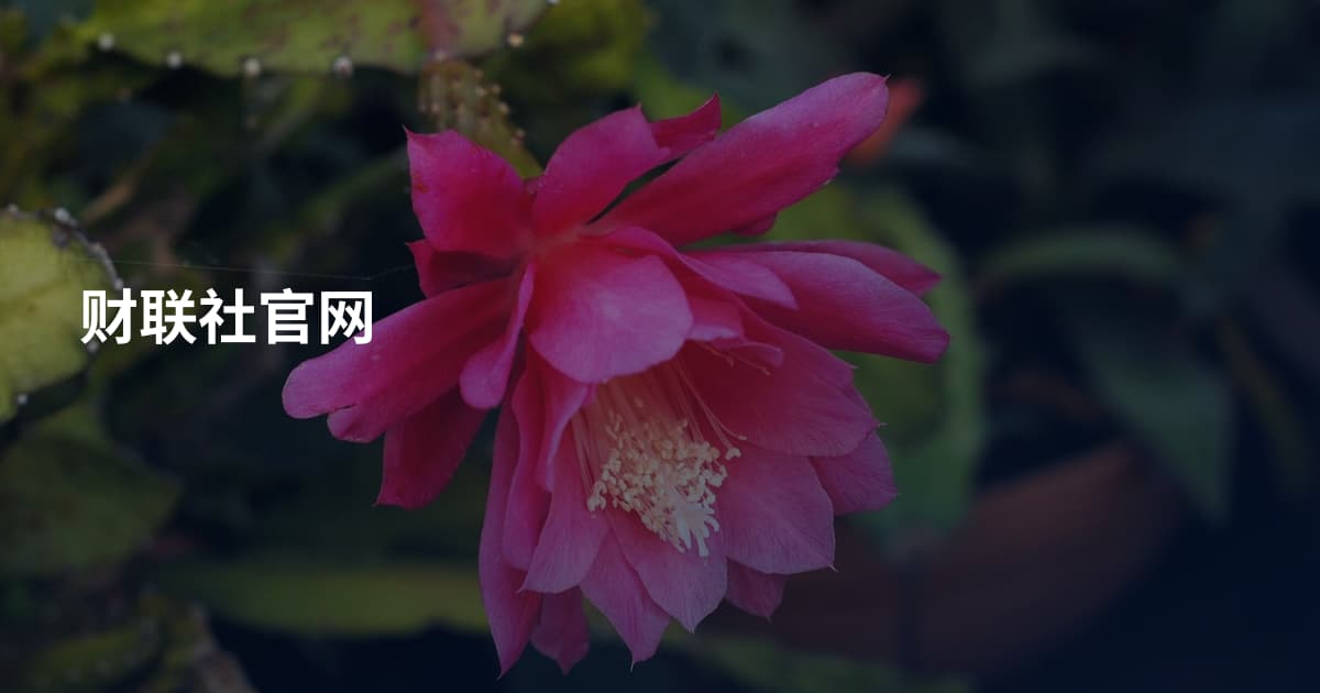 财联社官网