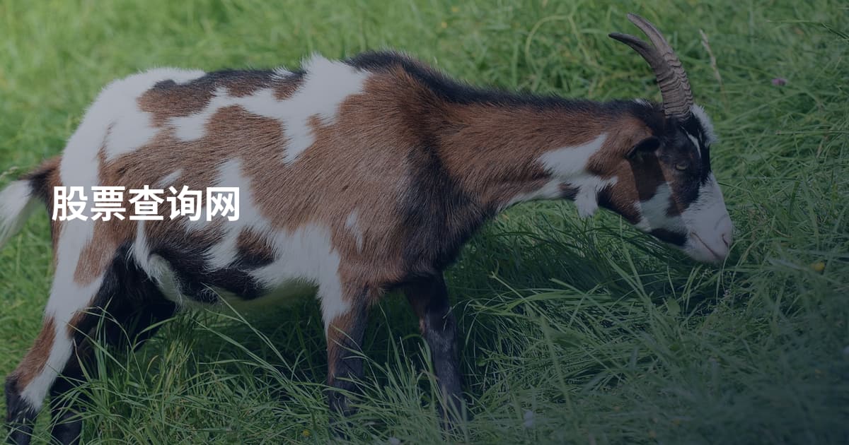 股票查询网