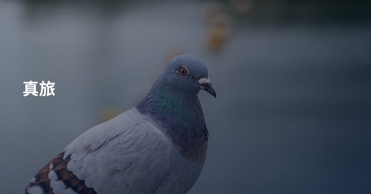 真旅