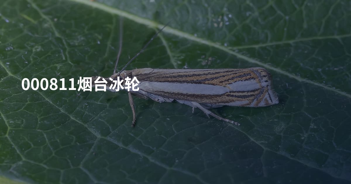 000811烟台冰轮