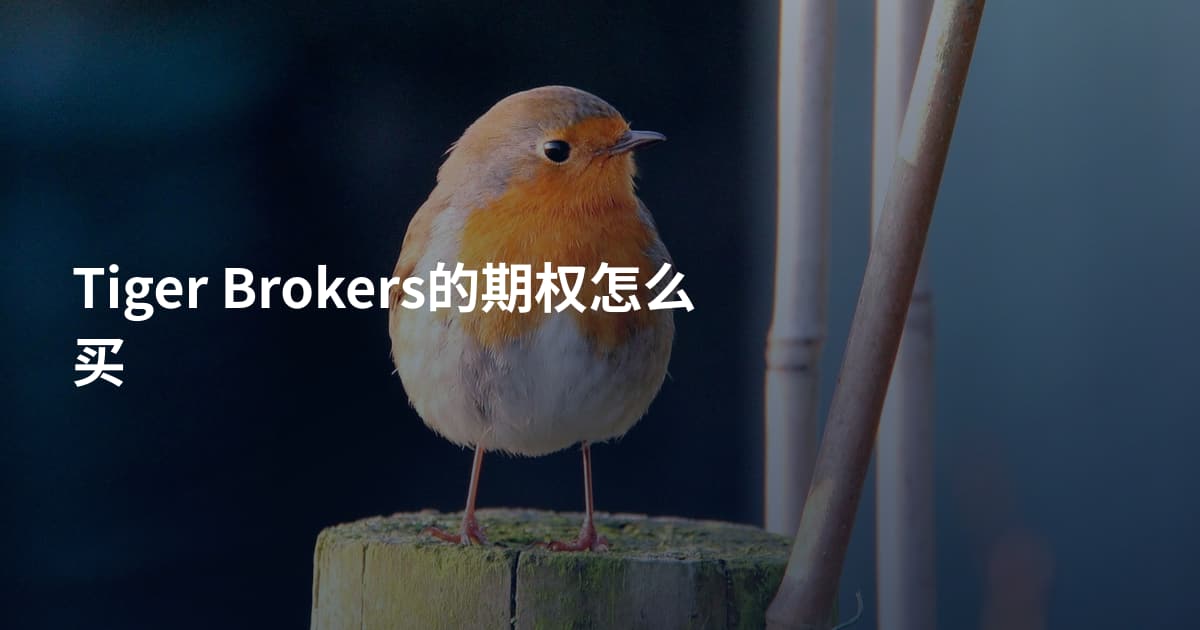 Tiger Brokers的期权怎么买