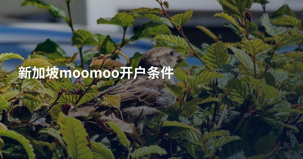 新加坡moomoo开户条件