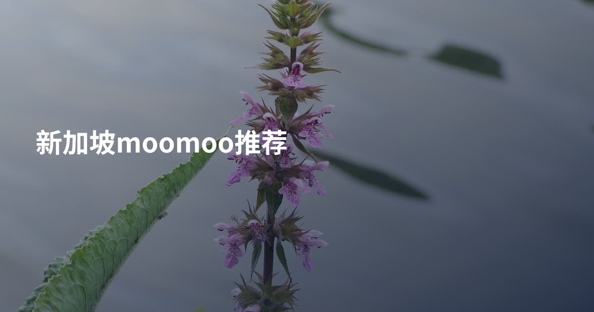 新加坡moomoo推荐