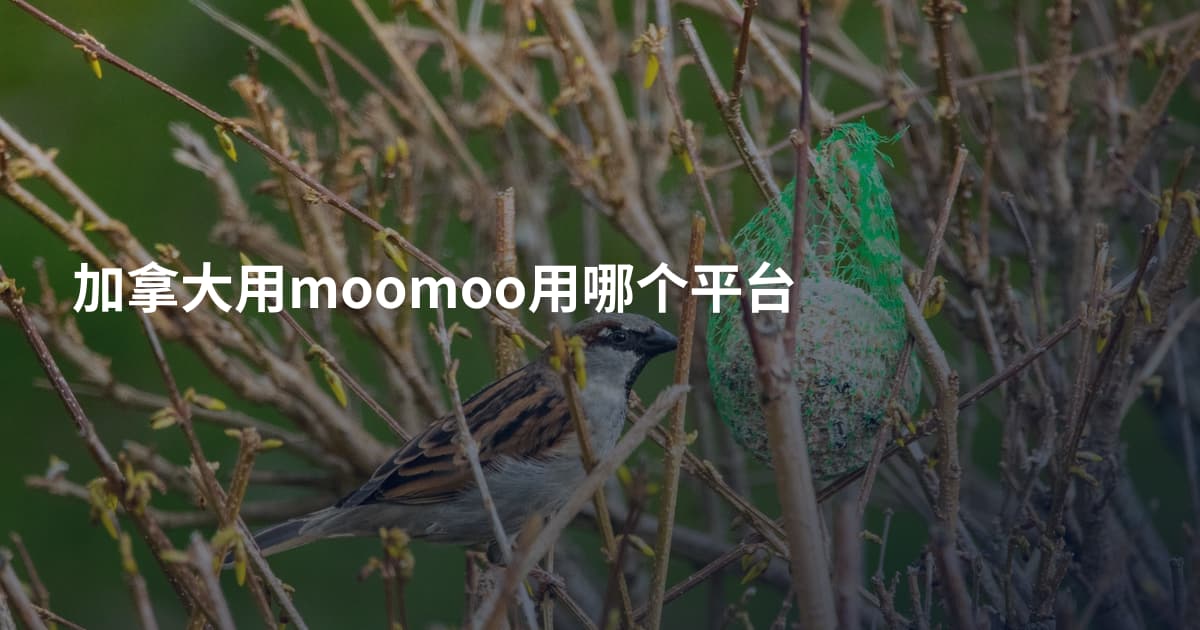 加拿大用moomoo用哪个平台