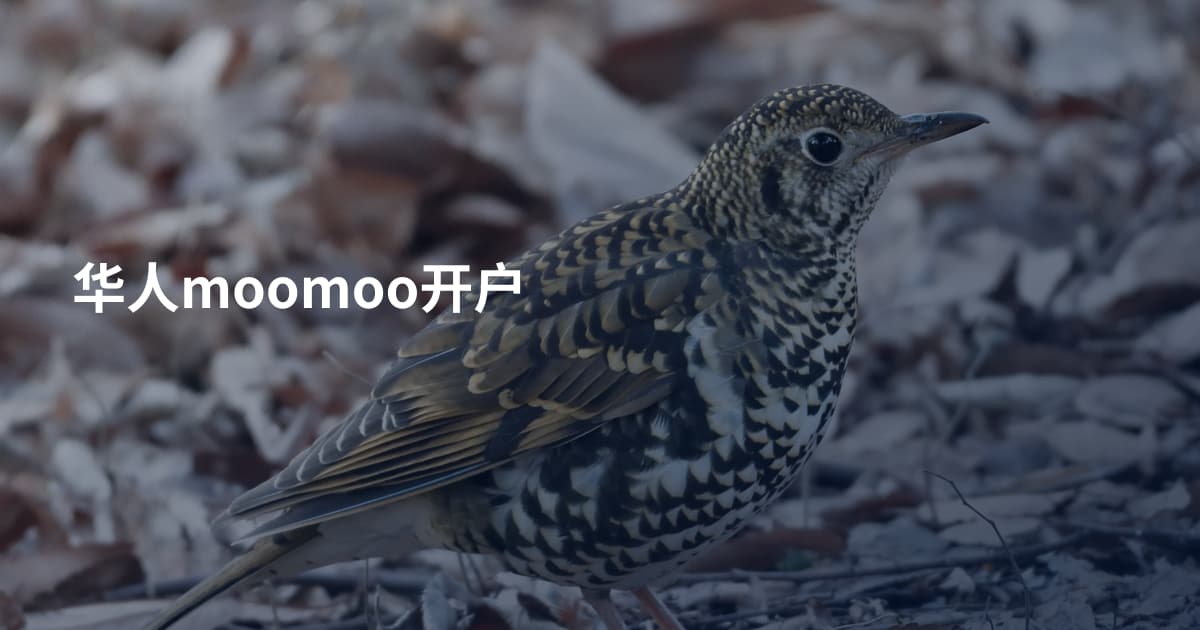 华人moomoo开户