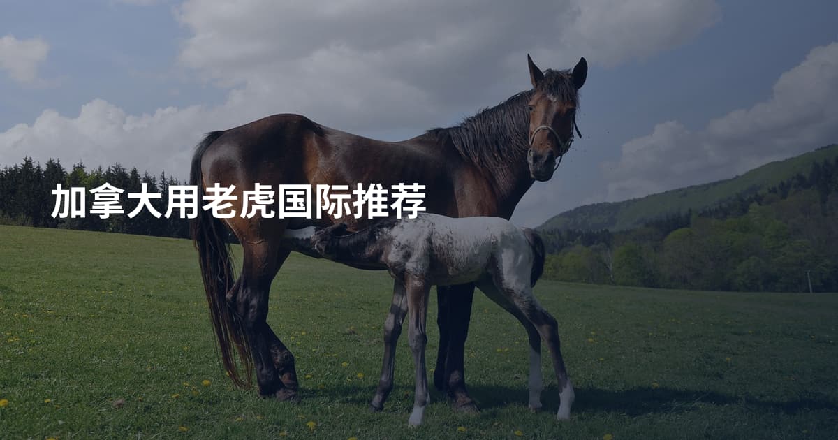 加拿大用老虎国际推荐