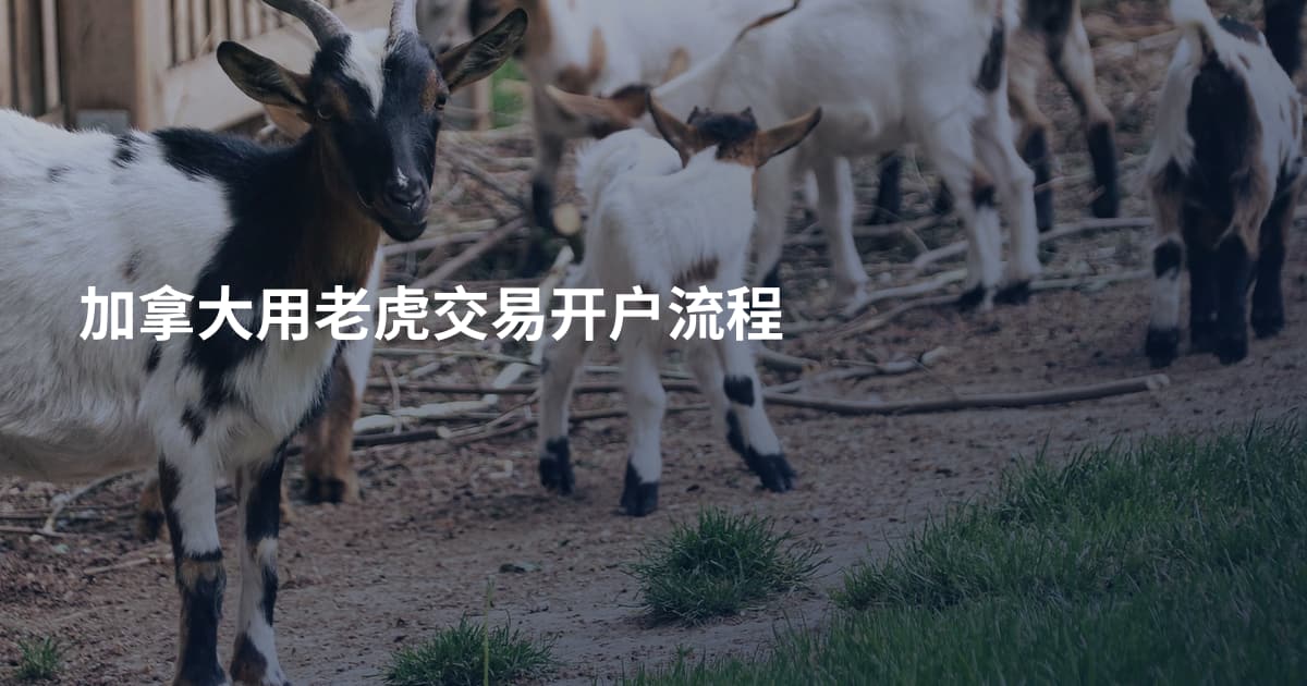 加拿大用老虎交易开户流程
