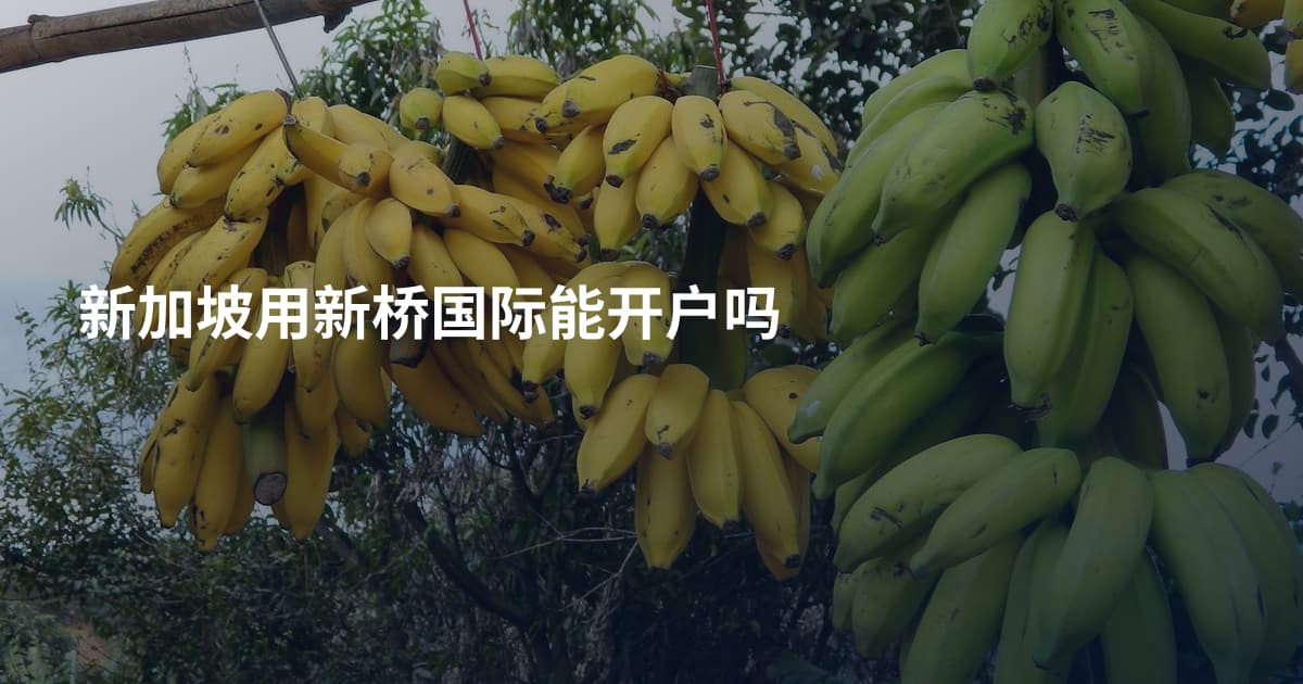 新加坡用新桥国际能开户吗