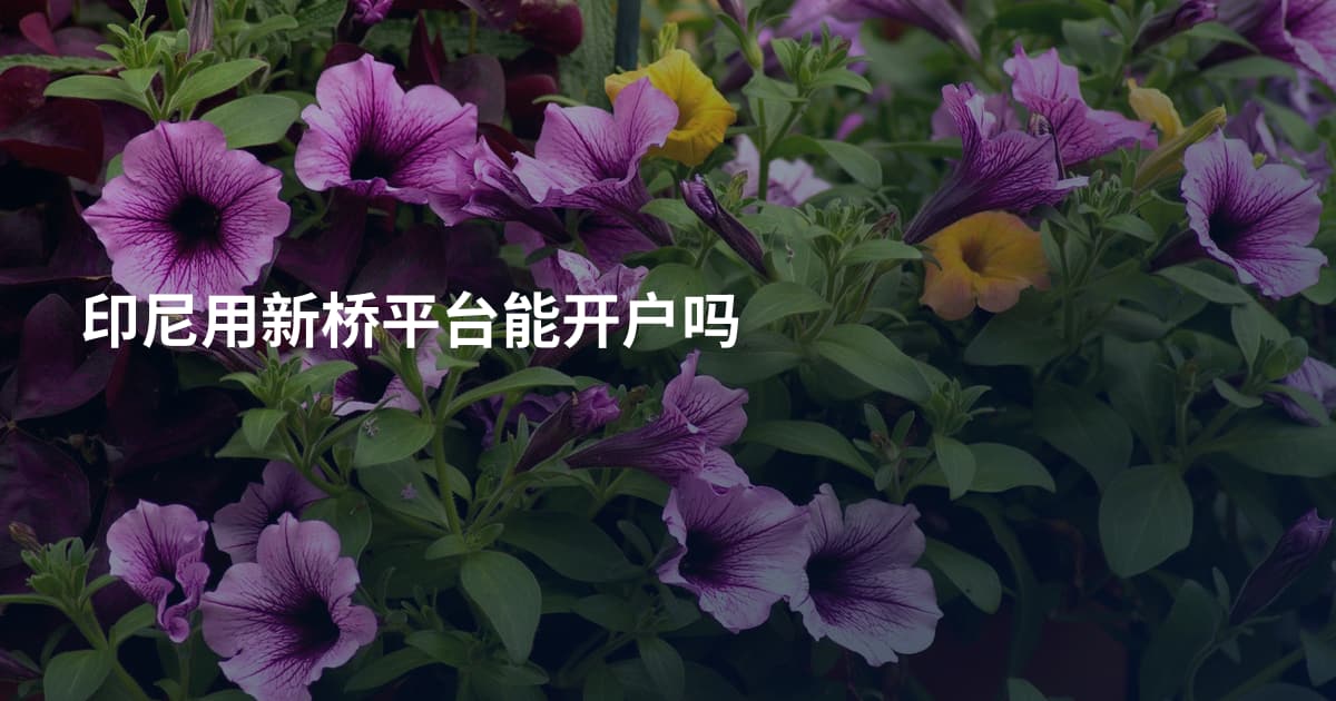 印尼用新桥平台能开户吗