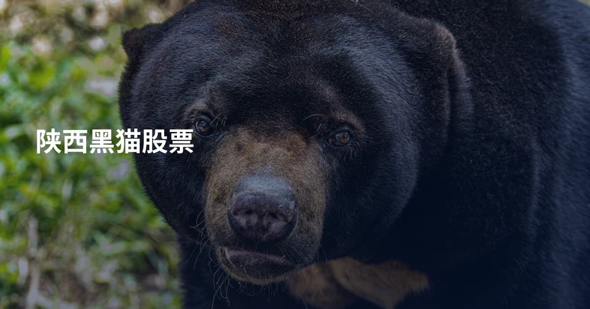 陕西黑猫股票