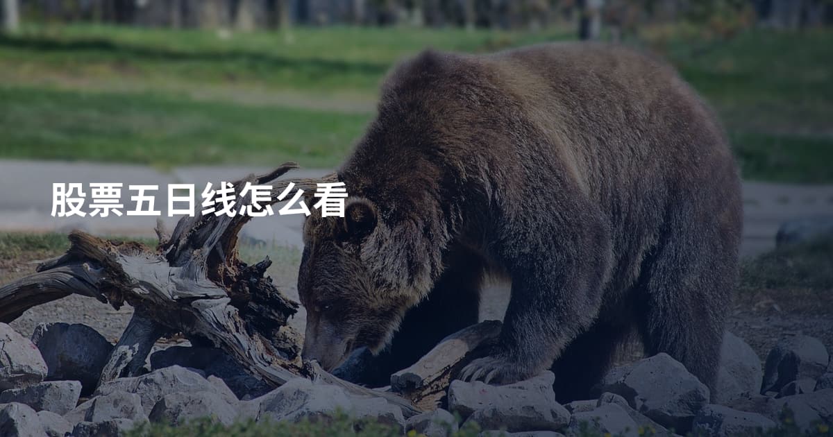 股票五日线怎么看