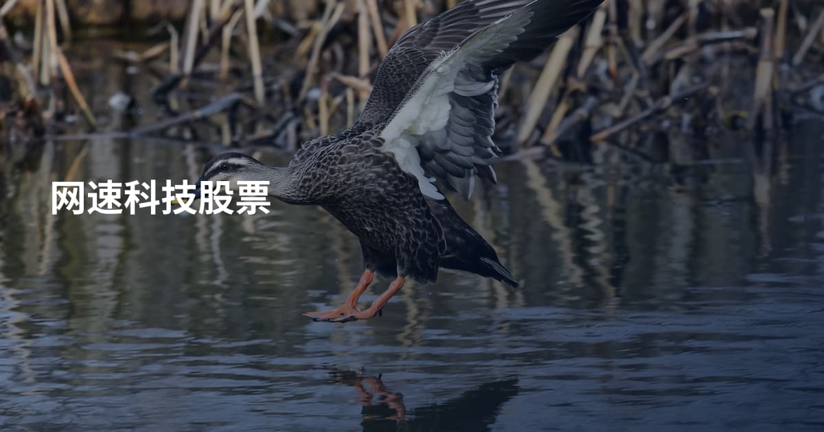 网速科技股票