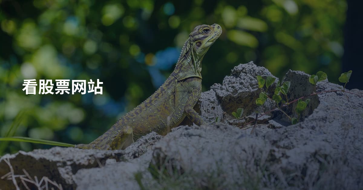 看股票网站