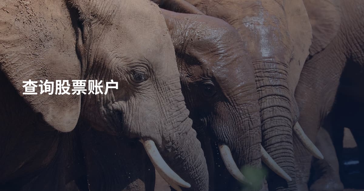 查询股票账户