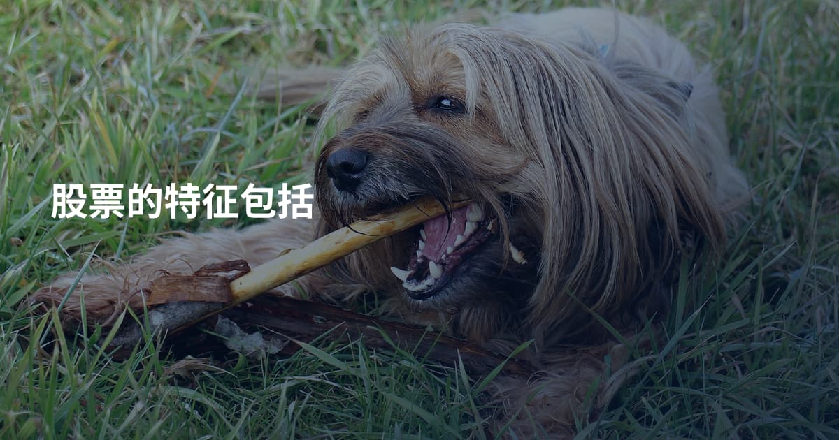 股票的特征包括