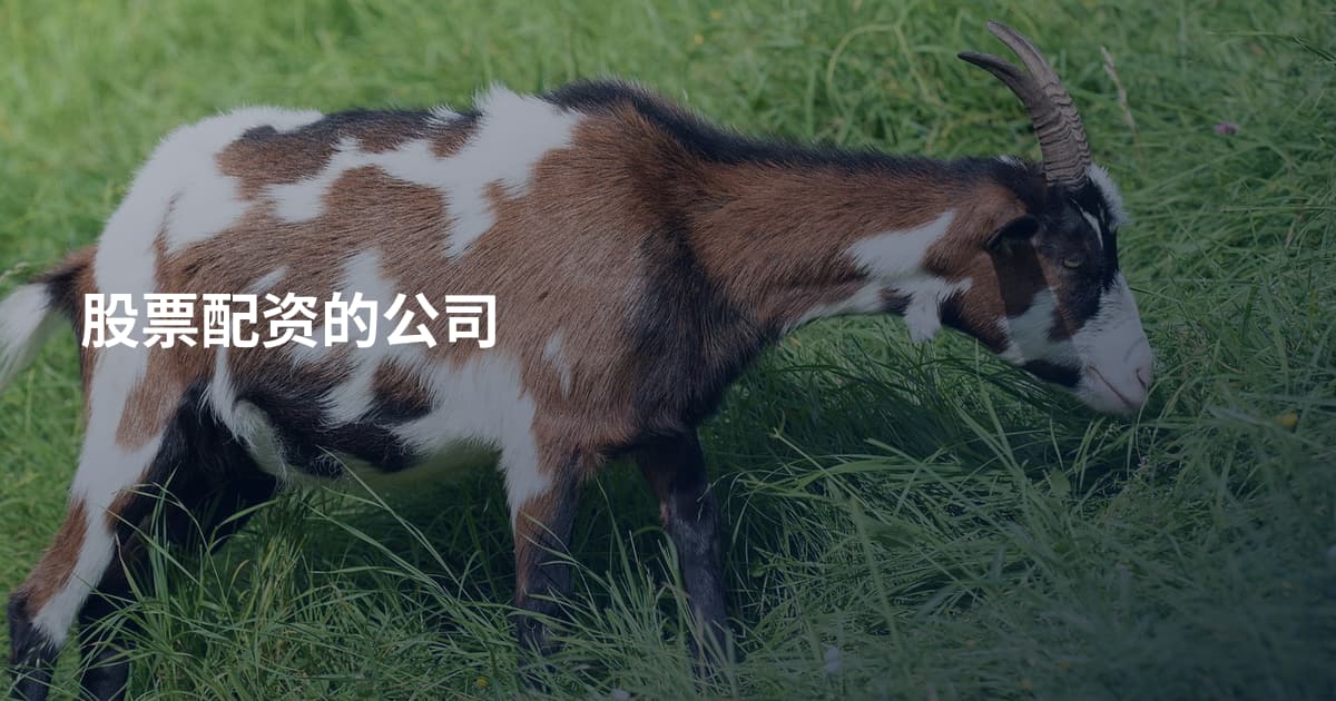 股票配资的公司