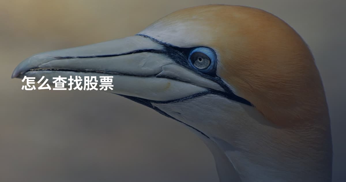怎么查找股票