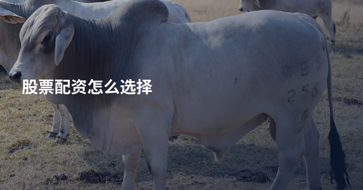 股票配资怎么选择