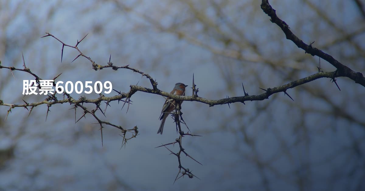 股票600509