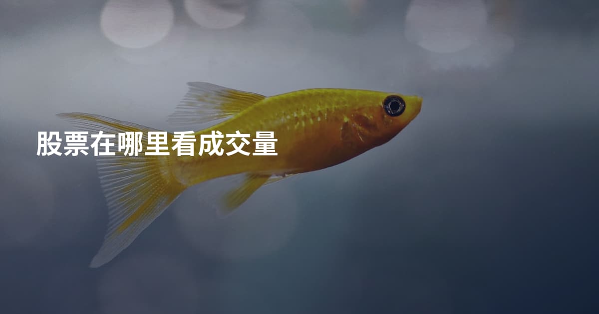 股票在哪里看成交量