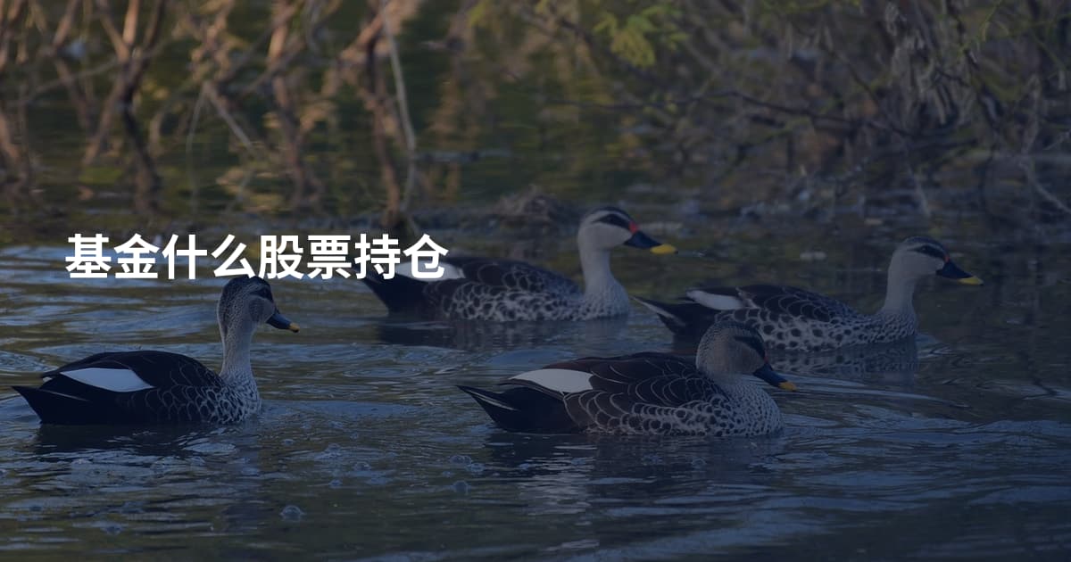 基金什么股票持仓