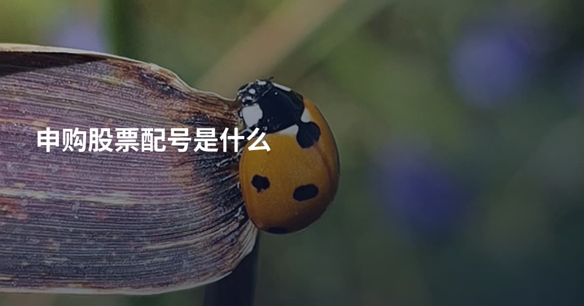申购股票配号是什么