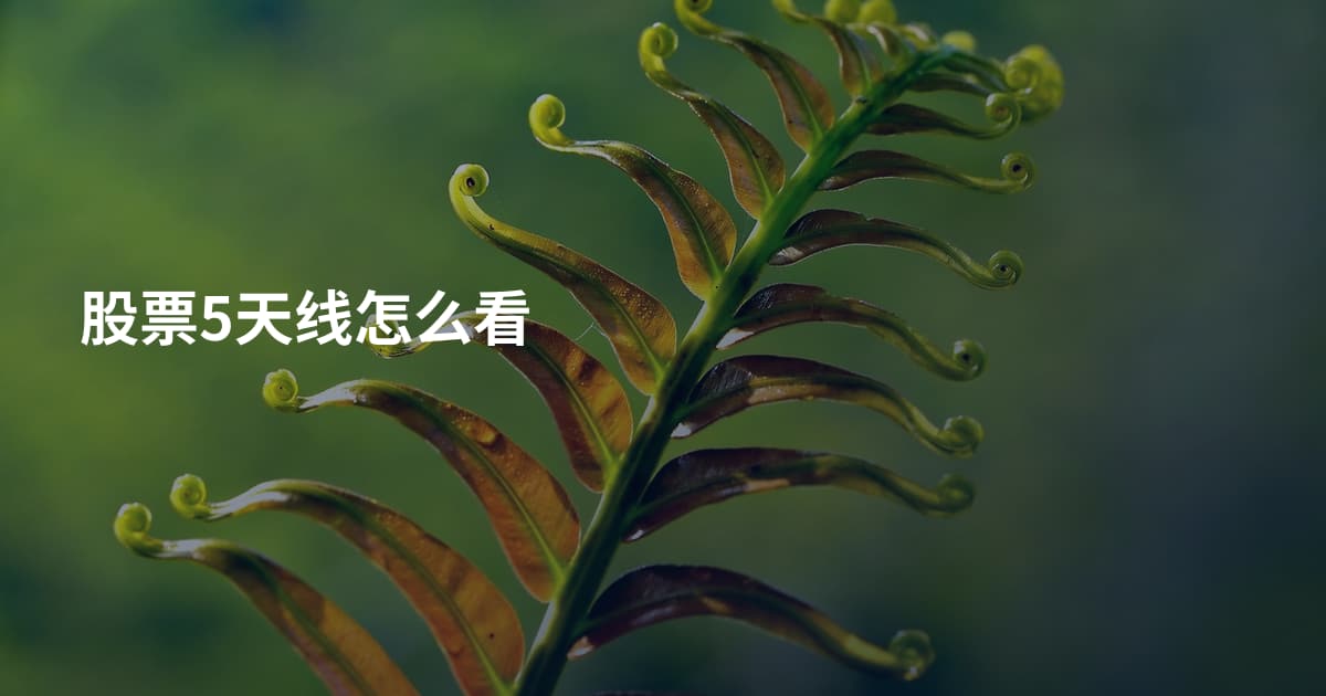 股票5天线怎么看