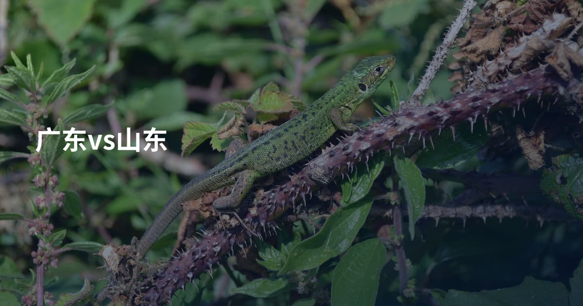 广东vs山东