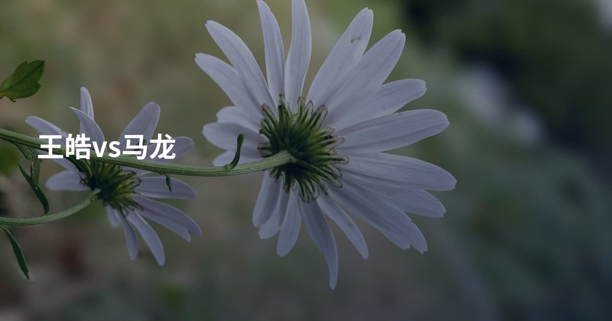 王皓vs马龙